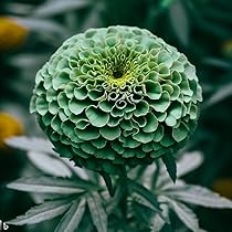 VIBEX-™ XXX-218-Ornamental Marigold Seeds for Planting